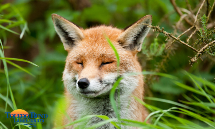 fox