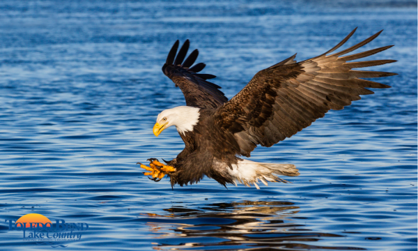 eagle
