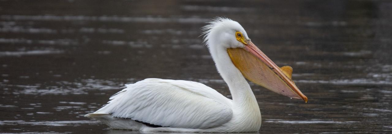 Birding in Toledo Bend Lake Country